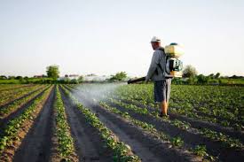 A Beginner's Guide to Choosing High-Quality Fungicides