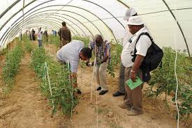 Subsurface Irrigation: Saving Water and Boosting Crop Yields