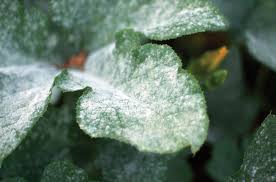 A Deep Dive into Fungicides: What They Are and How to Use Them