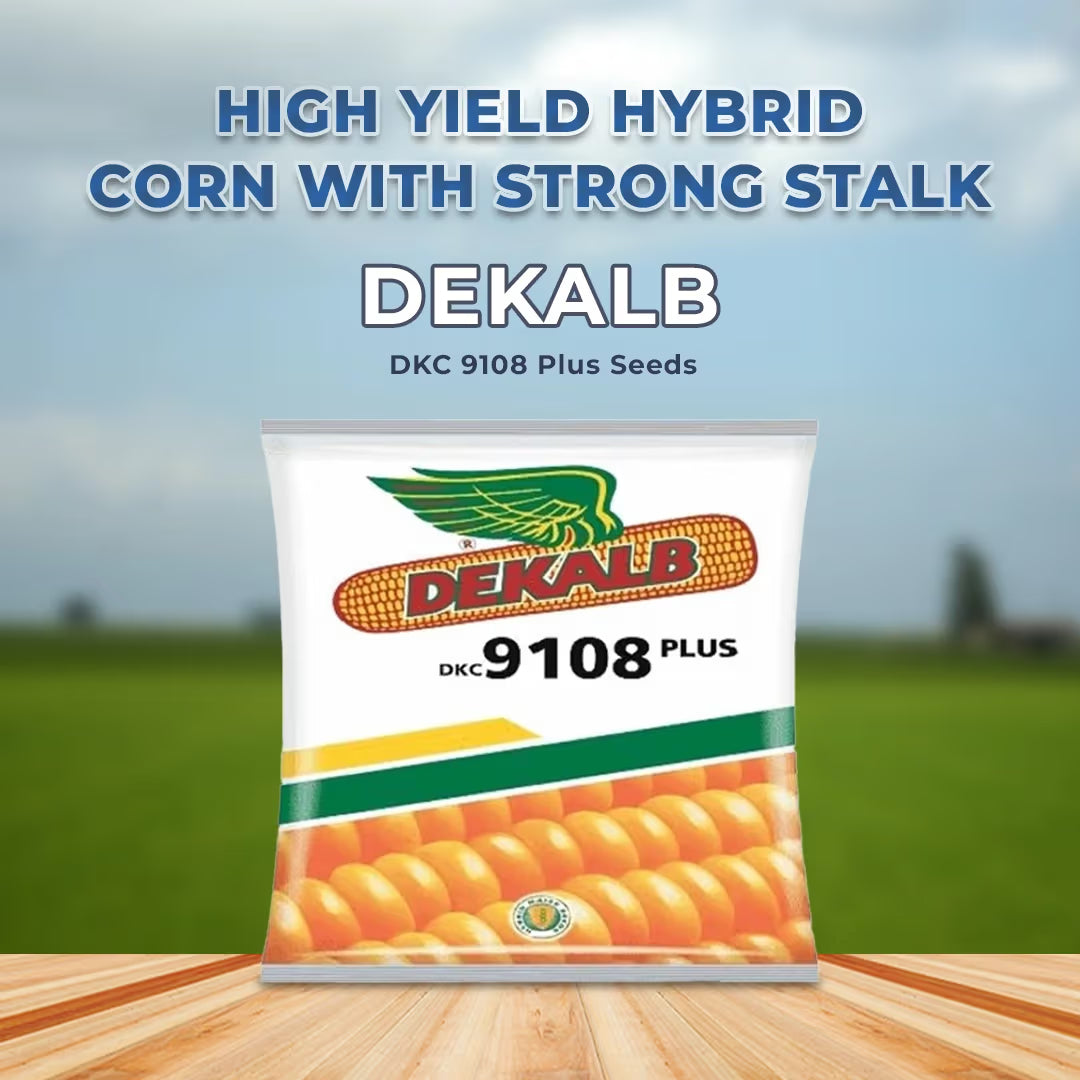 Bayer Dekalb DKC 9108 Plus Makka Seeds - Maize Seeds