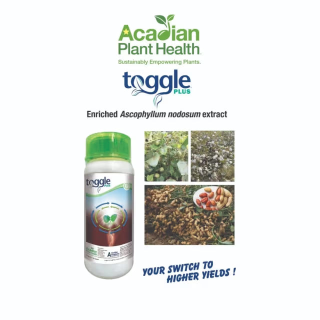 Acadian Toggle Plus Plant Growth Regulator, Helps Enhance Yields and Defend Against Yield-Robbing Impacts