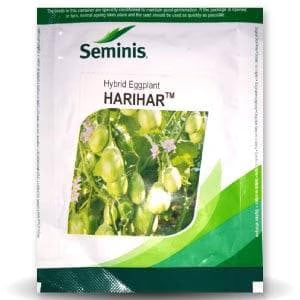 Seminis Hybrid Eggplant Harihar Brinjal Seed, Oval Round Shape, Green Variegated
