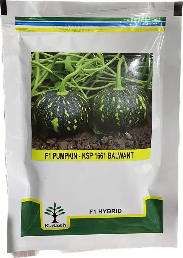 Kalash Balwant KSP 1661 Pumpkin Hybrid Seeds , Early and Excellent Fruit Setting