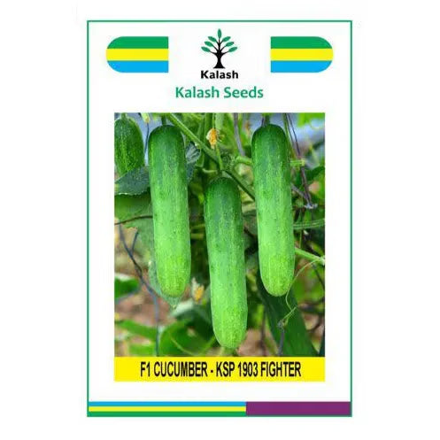 Kalash KSP 1903 FIGHTER F1 Hybrid Cucumber Seeds, High Yielding Variety with Uniform Dark Green Fruits