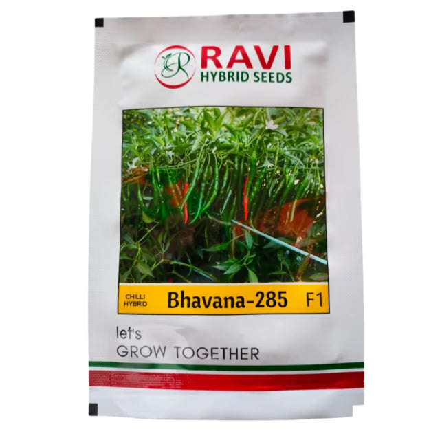 Ravi Bhavna 285 Chilli (Mirchi) Seeds