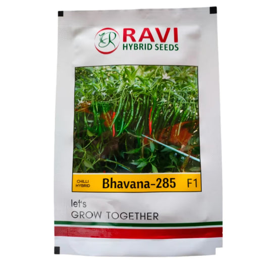 Ravi Bhavna 285 Chilli (Mirchi) Seeds