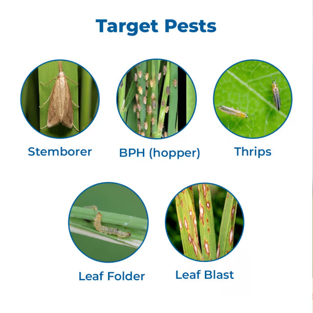 Gharda Joker Pyraclostrobin 10% + Fipronil 5% SC, Target Insect Pests In Chili and Rice