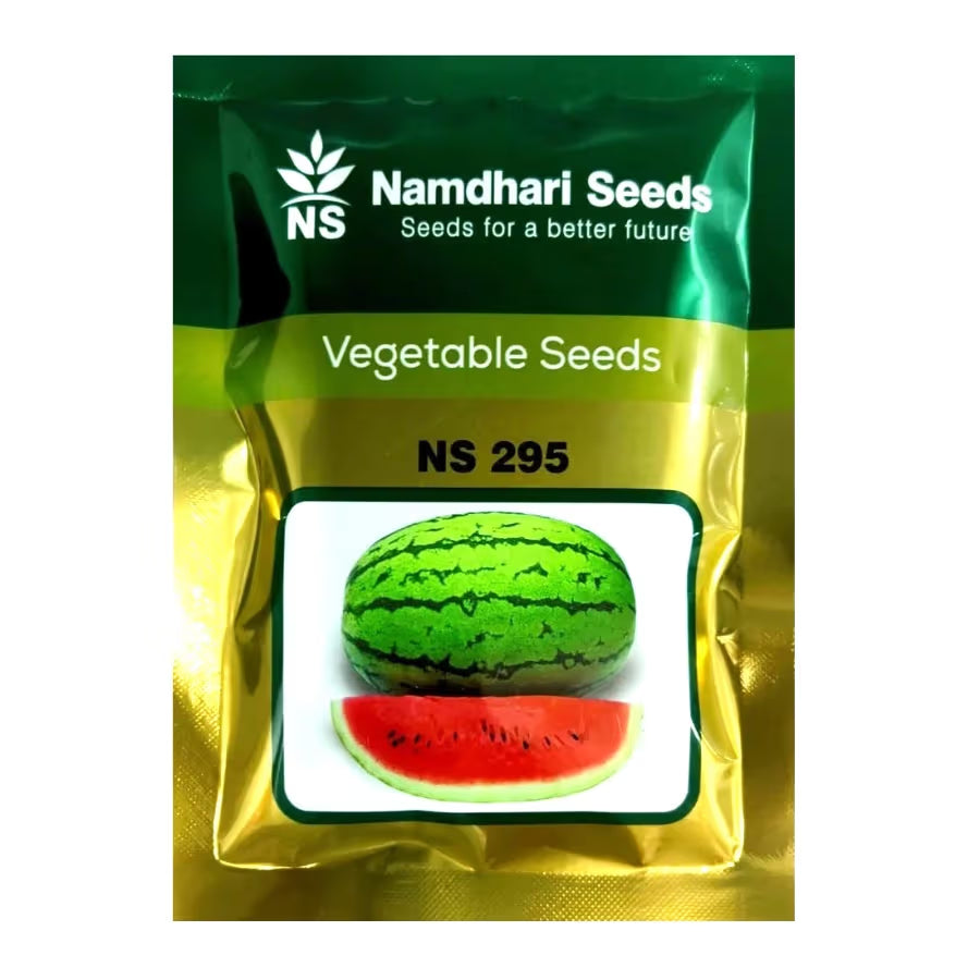 Namdhari NS 295 Watermelon Seeds - (Tarbuj Seeds) Oblong Shape, Attractive Jubilee Rind Pattern