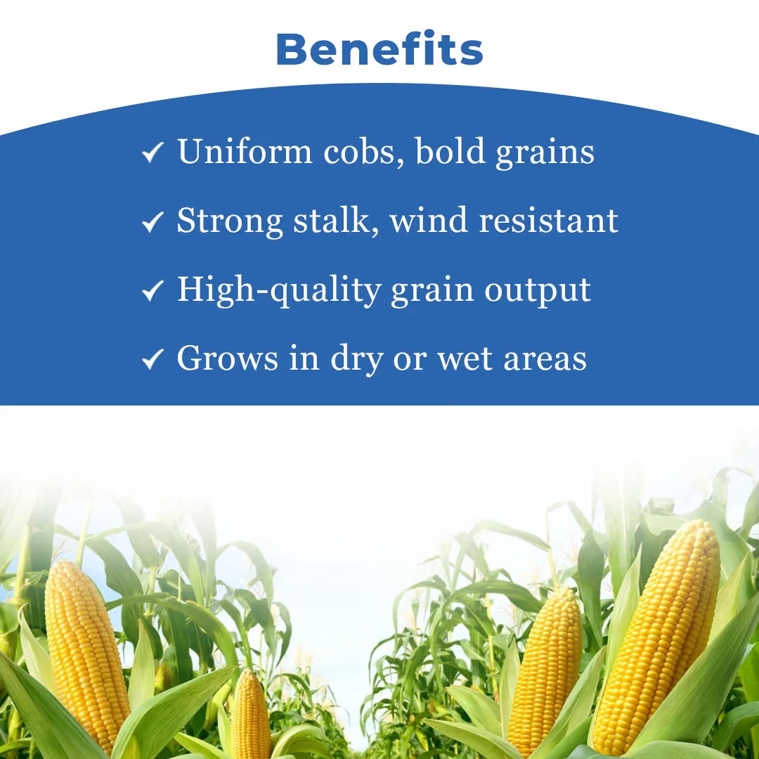 Bayer Dekalb DKC 9108 Plus Makka Seeds - Maize Seeds
