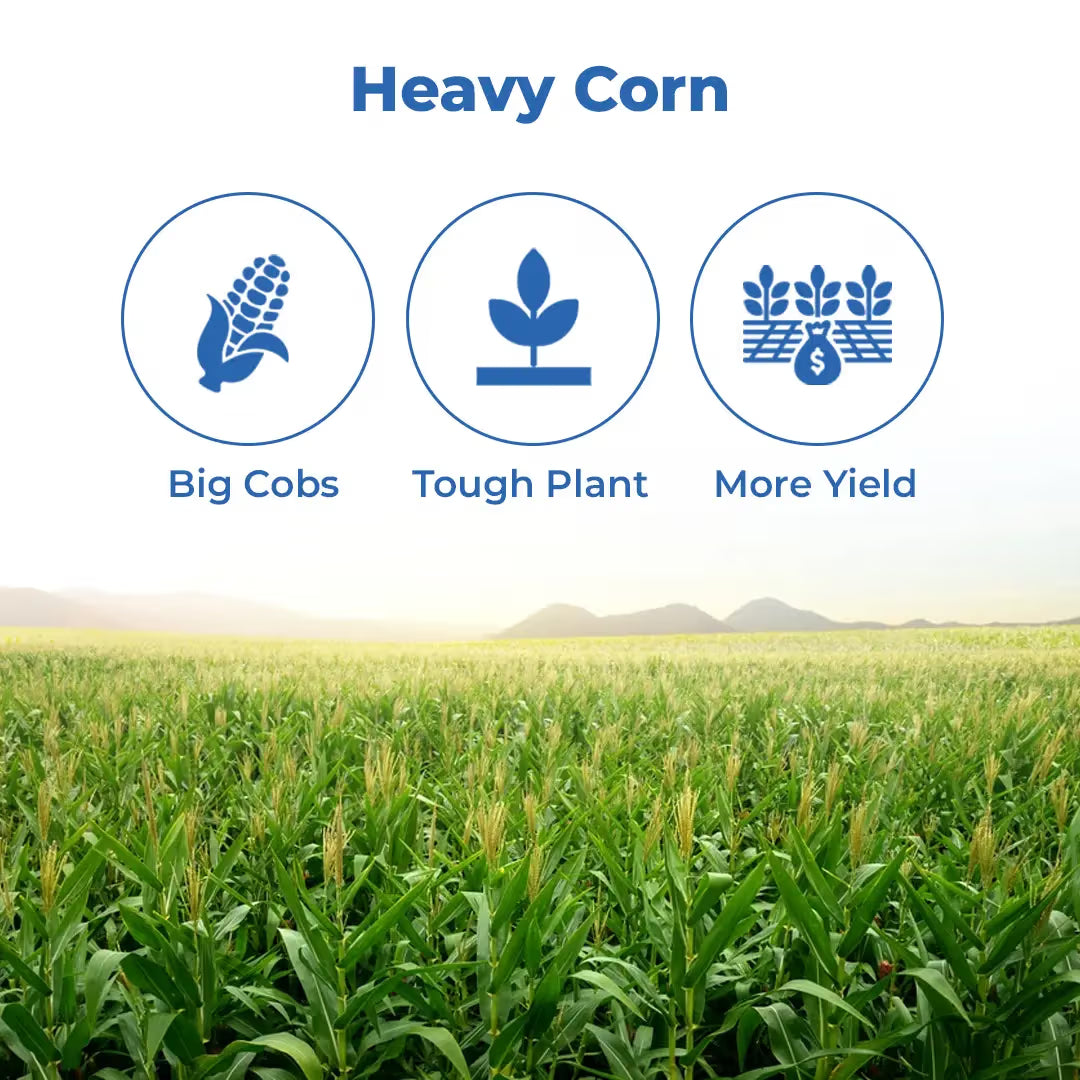 Bayer Dekalb DKC 9108 Plus Makka Seeds - Maize Seeds