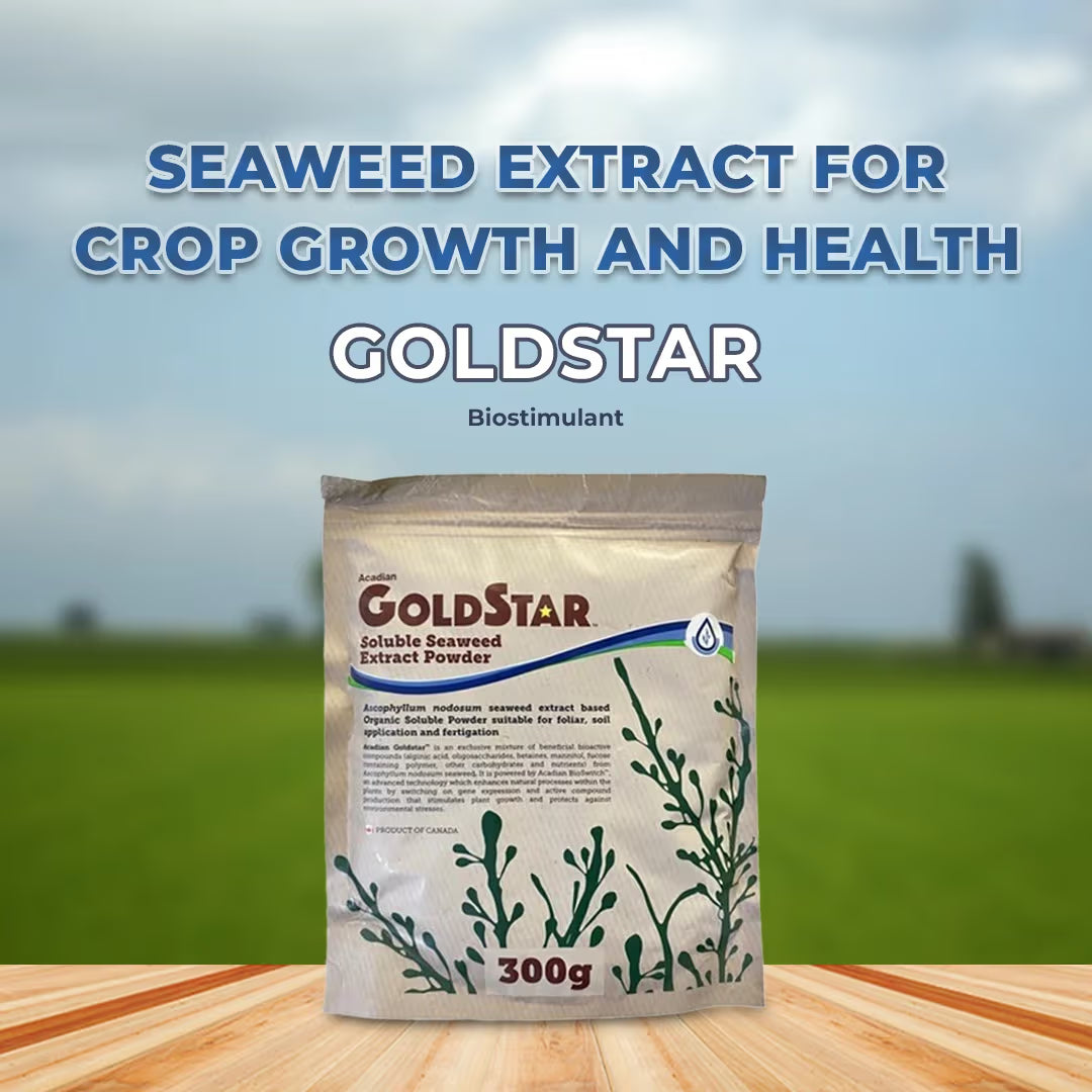 Acadian Goldstar Biostimulant, Ascophyllum Nodosum Seaweed Extract, Enhances Abiotic Stress Of Plant
