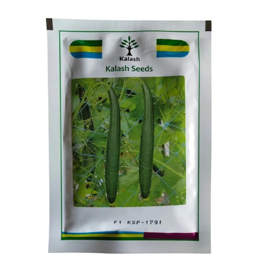 Kalash KSP 1791 SITARA F1 Hybrid Sponge Gourd Seeds, Early Harvesting With Uniform Growth