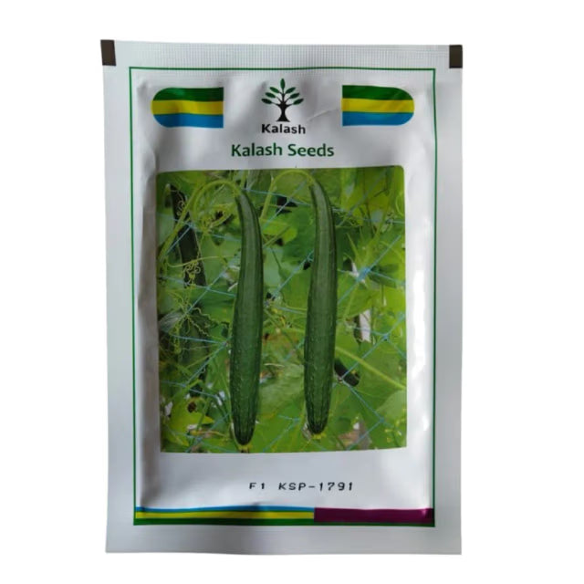 Kalash KSP 1791 SITARA F1 Hybrid Sponge Gourd Seeds, Early Harvesting With Uniform Growth