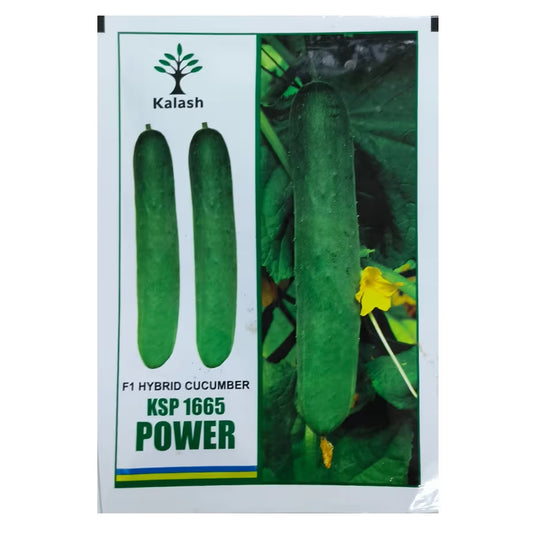 Kalash KSP 1665 Power F1 Hybrid Cucumber Seeds, Early Maturity & High Yield