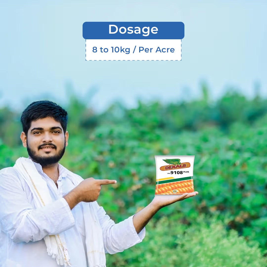 Bayer Dekalb DKC 9108 Plus Makka Seeds - Maize Seeds
