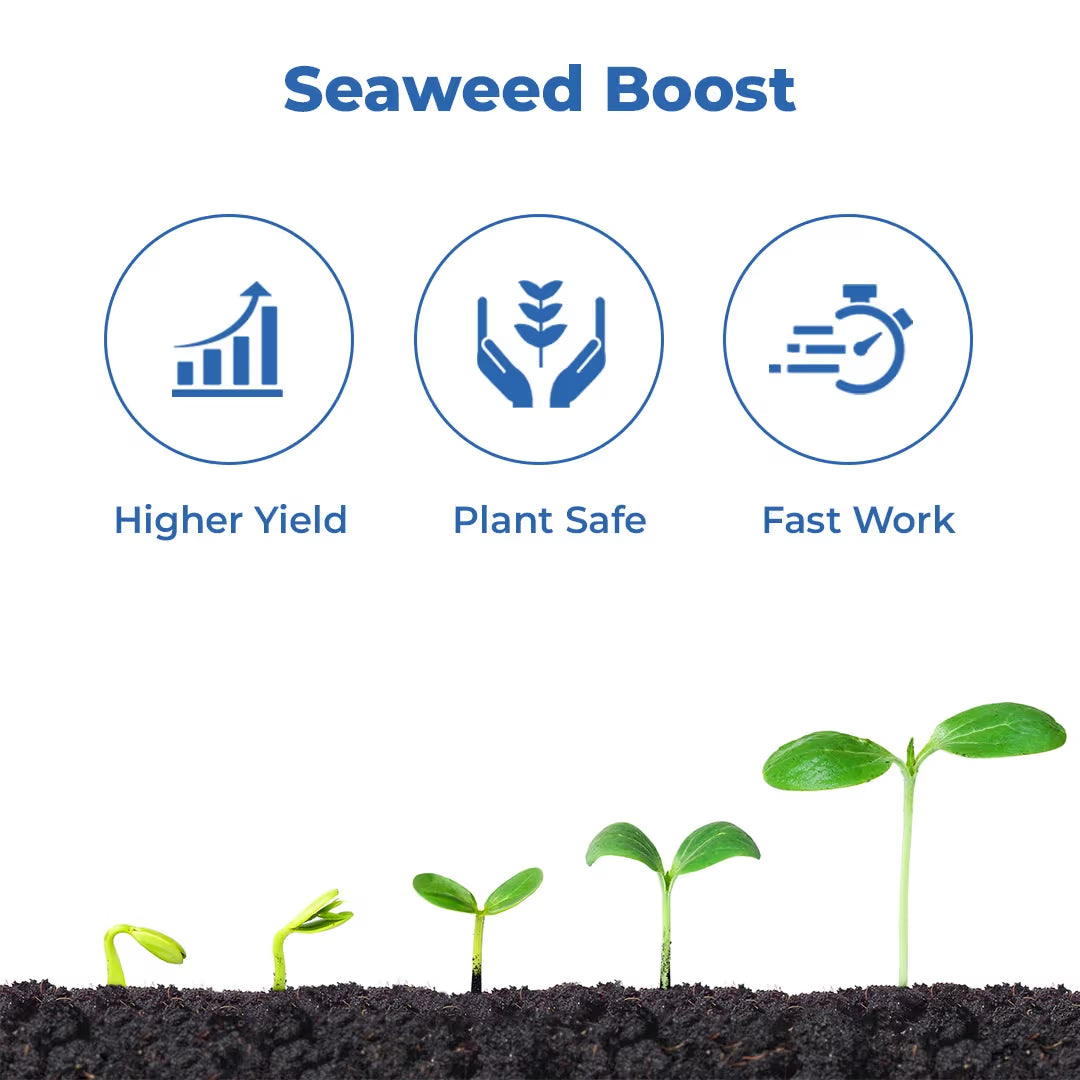 Acadian Goldstar Biostimulant, Ascophyllum Nodosum Seaweed Extract, Enhances Abiotic Stress Of Plant