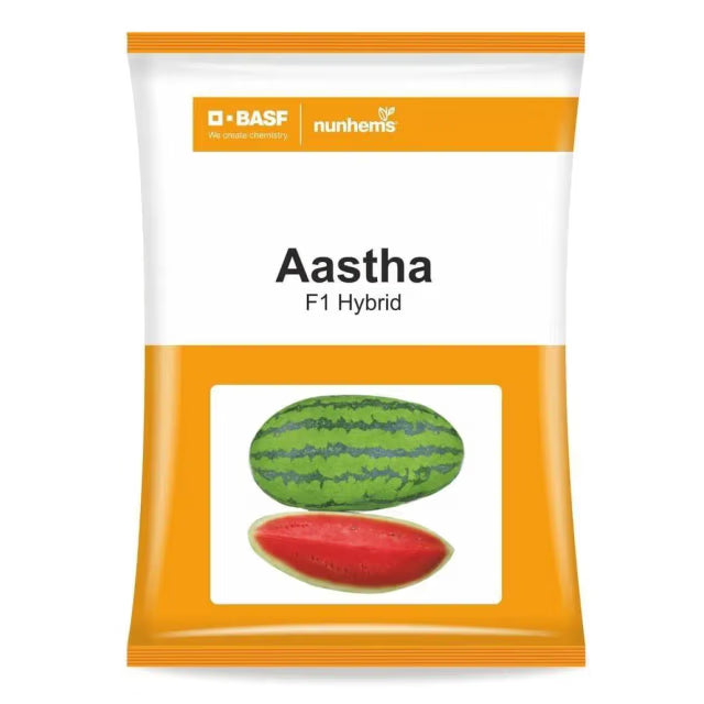 BASF Nunhems Aastha F1 Hybrid Watermelon Seeds, Attractive Jubilee Elliptical