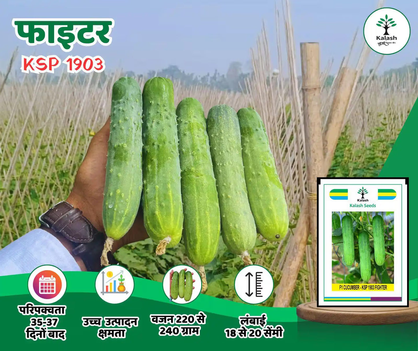 Kalash KSP 1903 FIGHTER F1 Hybrid Cucumber Seeds, High Yielding Variety with Uniform Dark Green Fruits