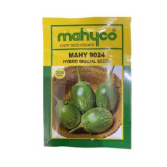 Mahyco Mahy 9024 Hybrid Brinjal Seeds, Attractive Jamuni-Purple Color and Oval-Round Shape Fruit (2000 Seeds)