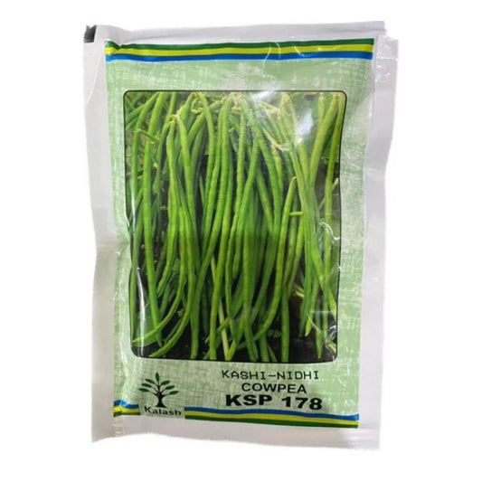 Kalash Kashi Nidhi KSP 178 Cowpea Seeds, Bushy Plant With Dark Green Color