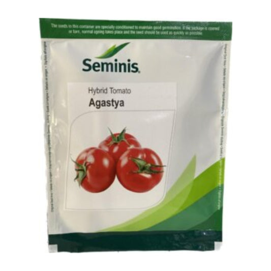 Seminis Hybrid Agastya Tomato Seeds (3500 Seeds) Recommended for Rainy Season Planting, and Early Harvest