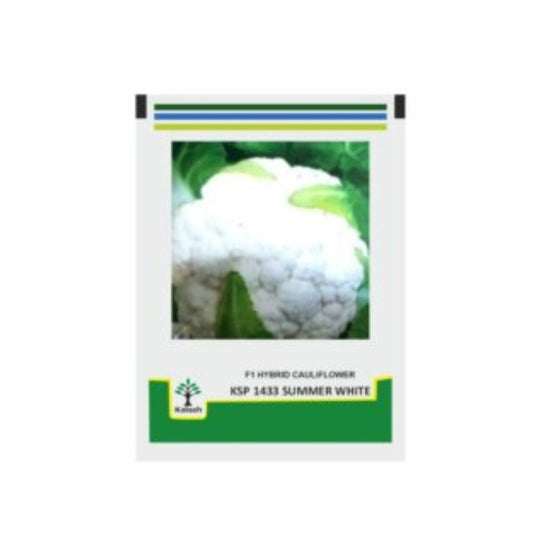 Kalash Cauliflower Seeds KSP 1606 (2000 Seeds) , Suitable For Kharif and Rabi Season
