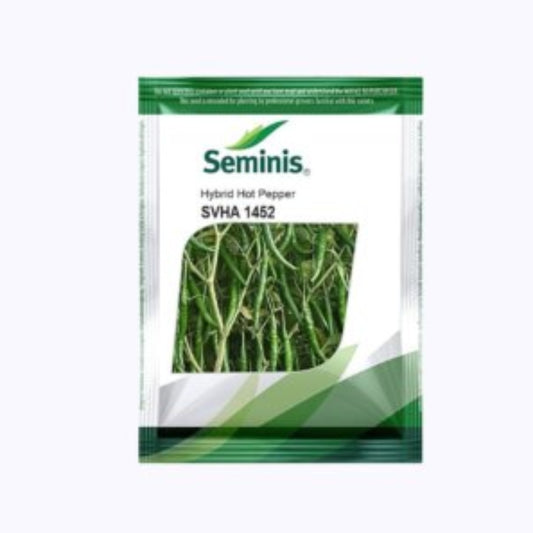 Seminis SVHA 1452 Hot Pepper F1 Hybrid Seeds, Dark Green Color, Chilli Seeds (1500 Seeds)