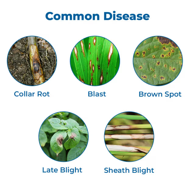 Indofil Sprint Carbendazim 25% + Mancozeb 50% WS, Broad-spectrum contact and systemic fungicide.