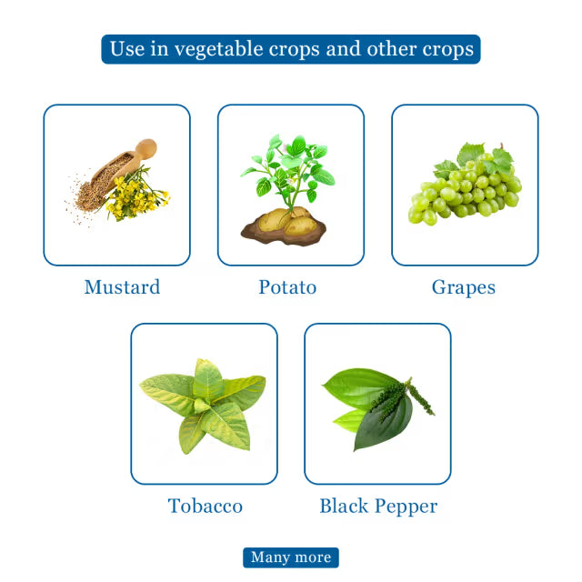 Tata Rallis Master - Mancozeb 64% WP + Metalaxyl 8%, Fungicide Effective Against Downy Mildew