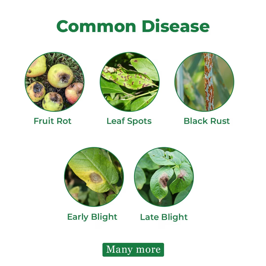 Indofil M-45 Mancozeb 75% WP, A Broad Spectrum Fungicide with Protective Action