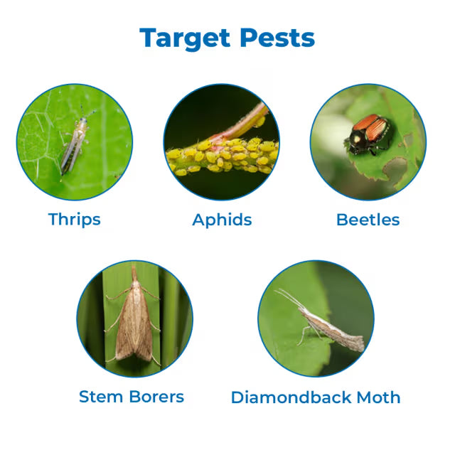 Gharda Quartz Fipronil 80% WG Insecticide, Effective Control Of Stem Borer and Leaf Folder In Rice